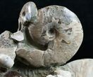 Beautiful Polished Ammonite Cluster - / Wide #12104-3